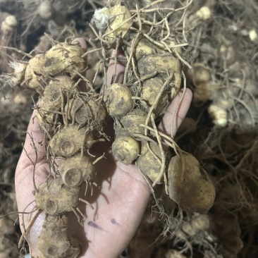 野生黄精姜型倒苗多花块茎一手货源直供量大从优