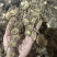 野生黄精姜型倒苗多花块茎一手货源直供量大从优