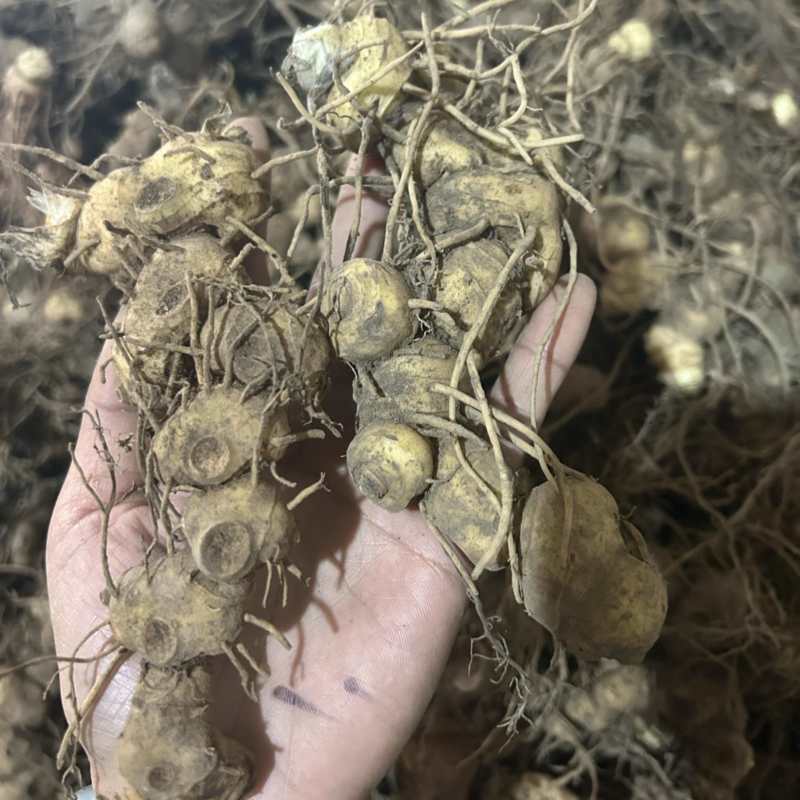野生黄精姜型倒苗多花块茎一手货源直供量大从优