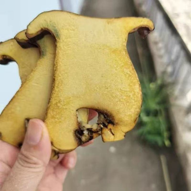 新鲜黑牛肝菌，