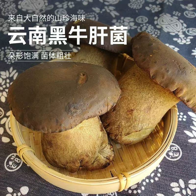 新鲜黑牛肝菌，