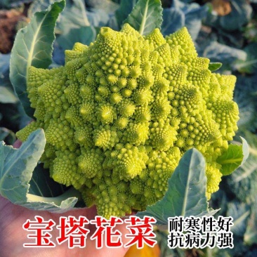 神良宝塔花椰菜种子绿色菜花种籽耐寒抗病产量高送花菜