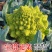 神良宝塔花椰菜种子绿色菜花种籽耐寒抗病产量高送花菜