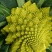 神良宝塔花椰菜种子绿色菜花种籽耐寒抗病产量高送花菜