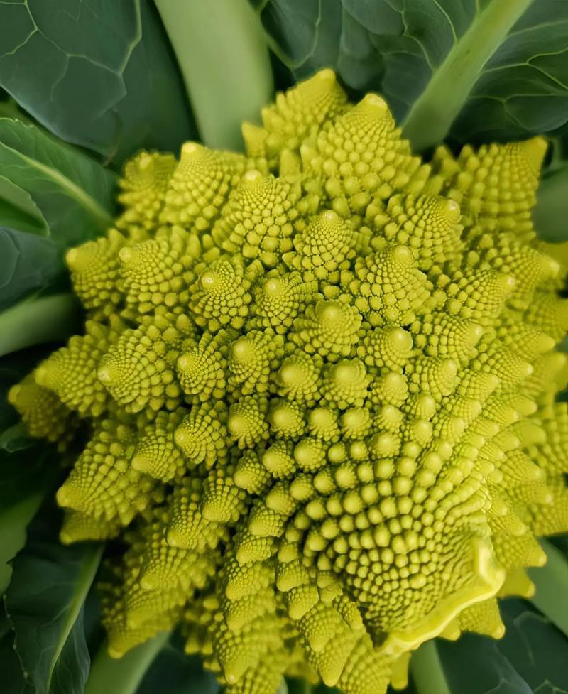 神良宝塔花椰菜种子绿色菜花种籽耐寒抗病产量高送花菜