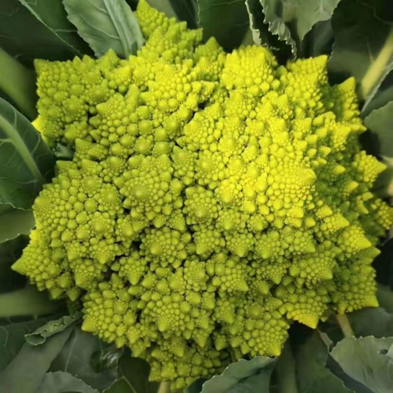 神良宝塔花椰菜种子绿色菜花种籽耐寒抗病产量高送花菜