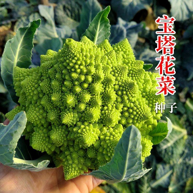 神良宝塔花椰菜种子绿色菜花种籽耐寒抗病产量高送花菜