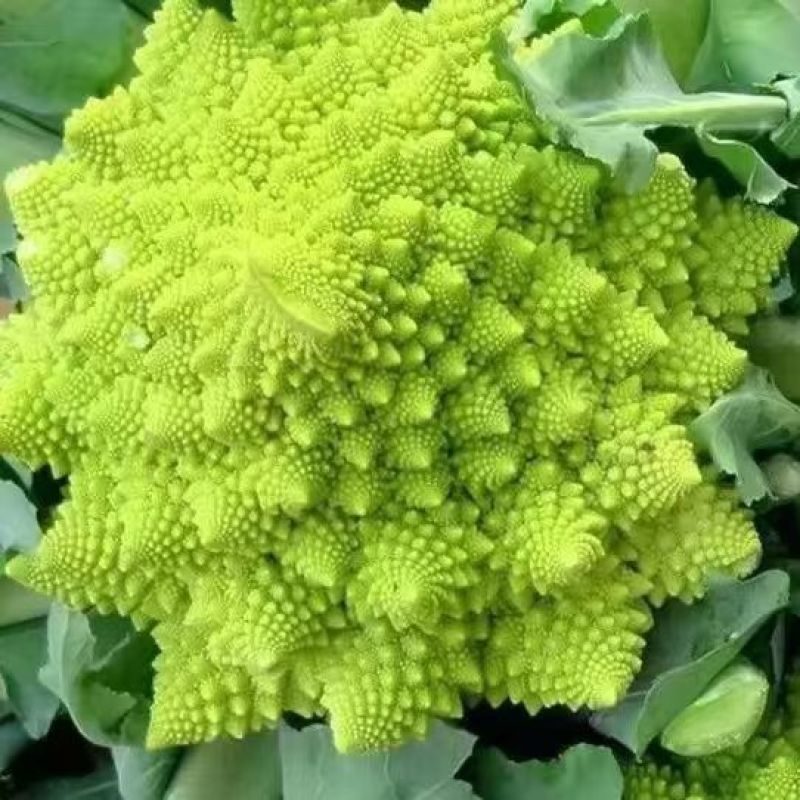 神良宝塔花椰菜种子绿色菜花种籽耐寒抗病产量高送花菜