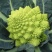 神良宝塔花椰菜种子绿色菜花种籽耐寒抗病产量高送花菜
