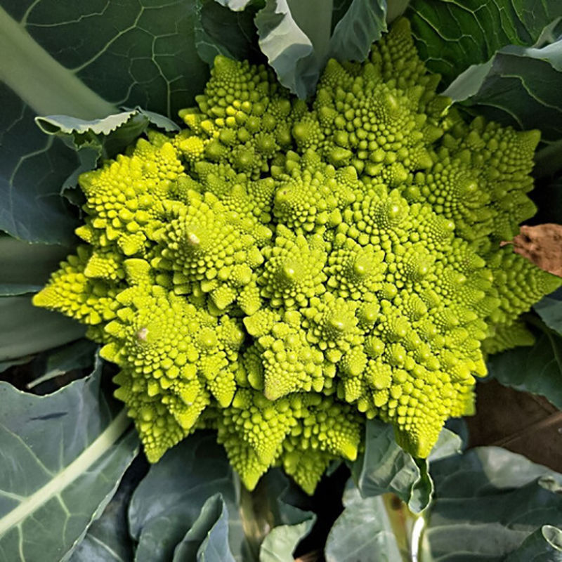神良宝塔花椰菜种子绿色菜花种籽耐寒抗病产量高送花菜