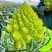 神良宝塔花椰菜种子绿色菜花种籽耐寒抗病产量高送花菜