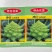 神良宝塔花椰菜种子绿色菜花种籽耐寒抗病产量高送花菜