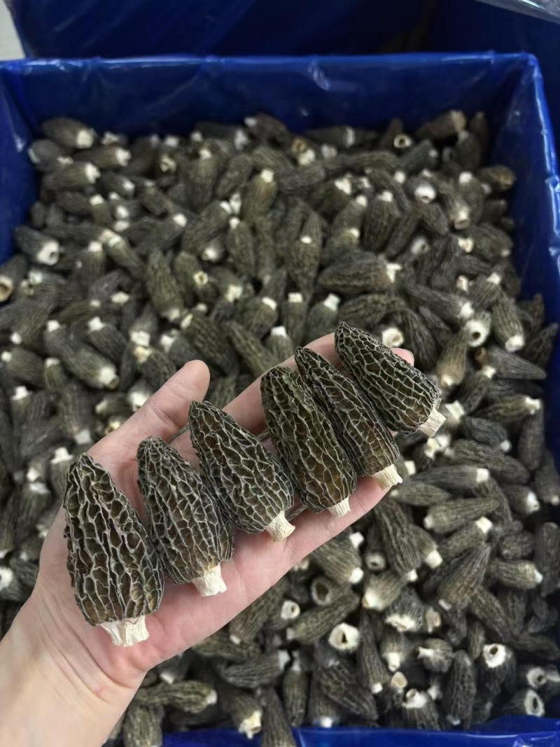 羊肚菌产地直销批发干货头茬新鲜烘干羊肚菇菌菇礼盒土特产