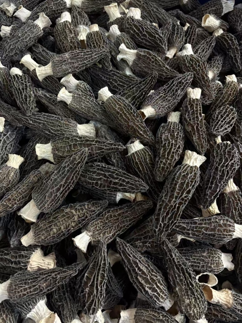 羊肚菌产地直销批发干货头茬新鲜烘干羊肚菇菌菇礼盒土特产