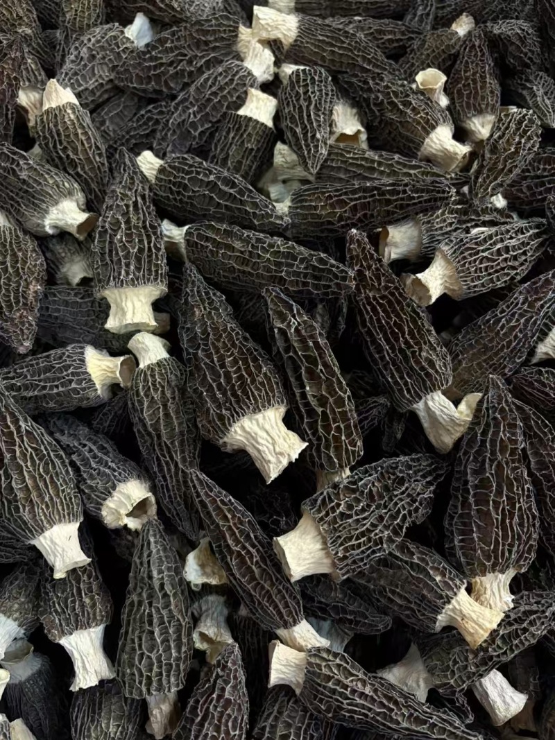 羊肚菌产地直销批发干货头茬新鲜烘干羊肚菇菌菇礼盒土特产