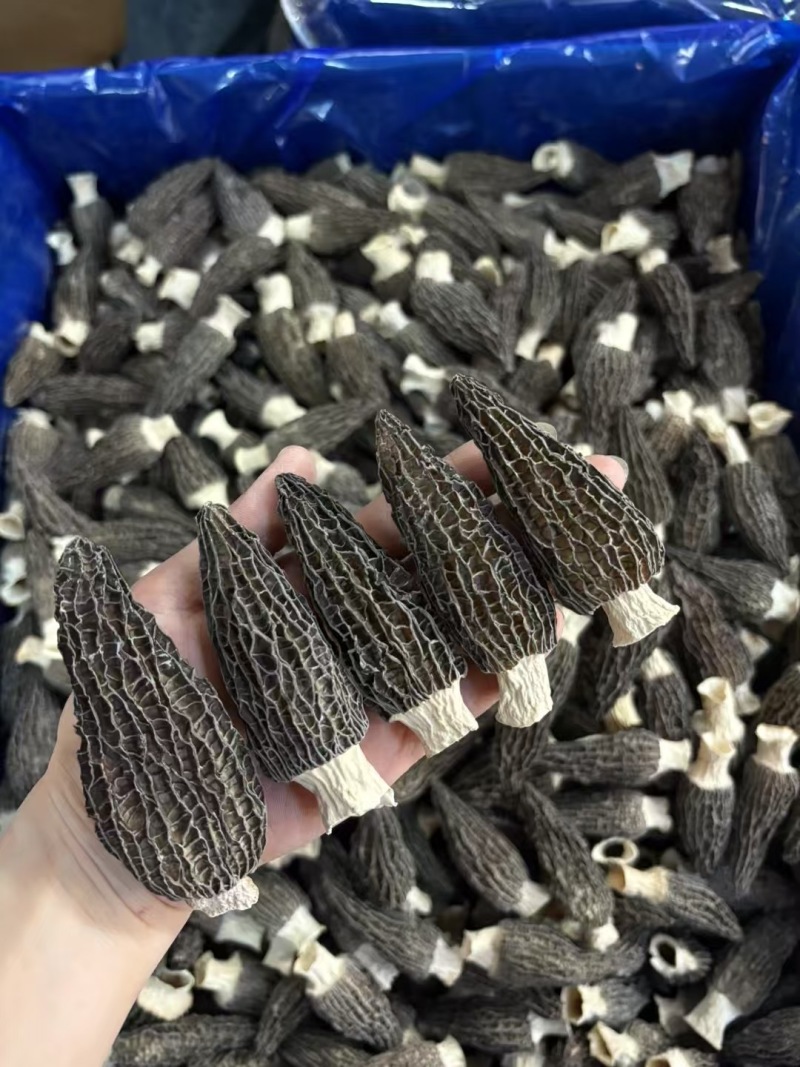 羊肚菌产地直销批发干货头茬新鲜烘干羊肚菇菌菇礼盒土特产