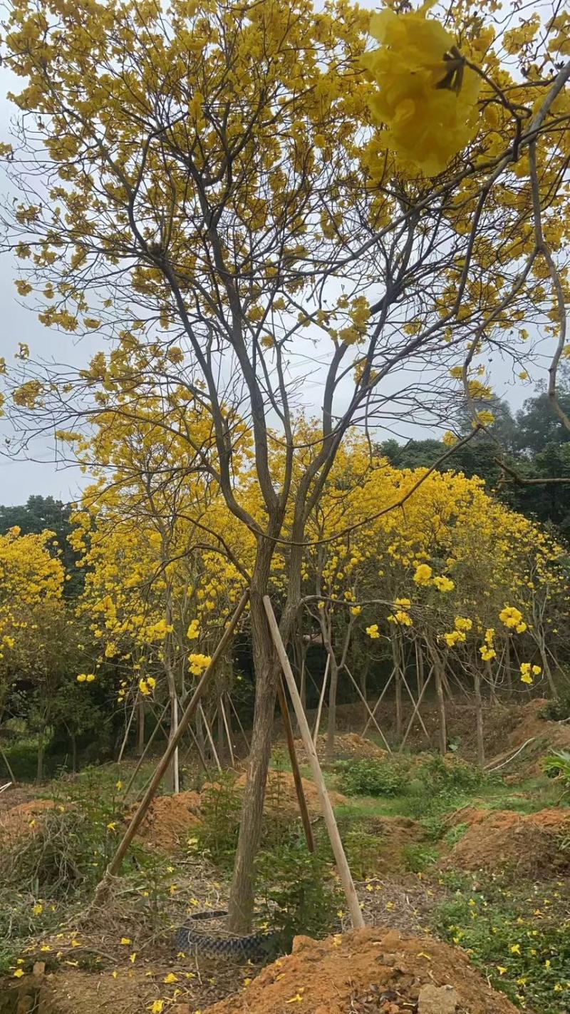 黄花风铃木规格齐全电话联系量大诚信经营视频看货