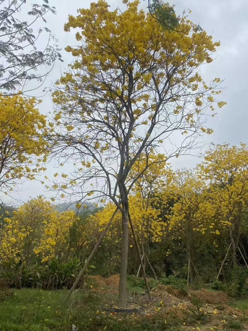黄花风铃木规格齐全电话联系量大诚信经营视频看货