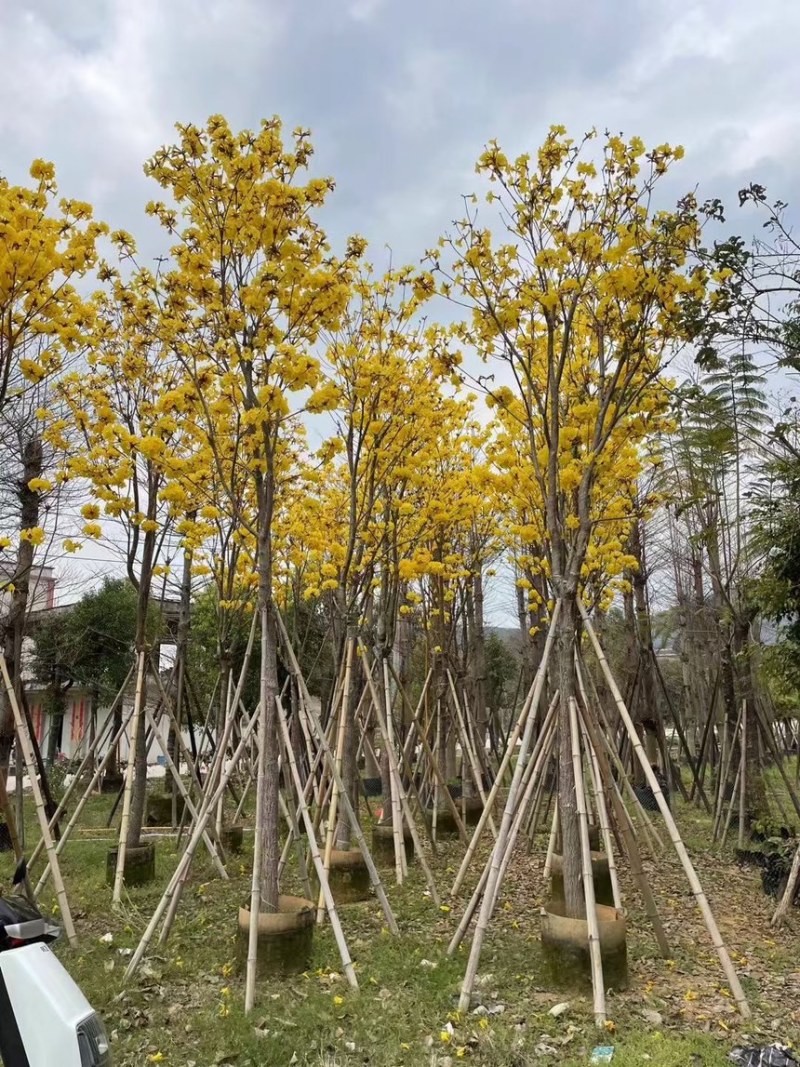黄花风铃木规格齐全电话联系量大诚信经营视频看货