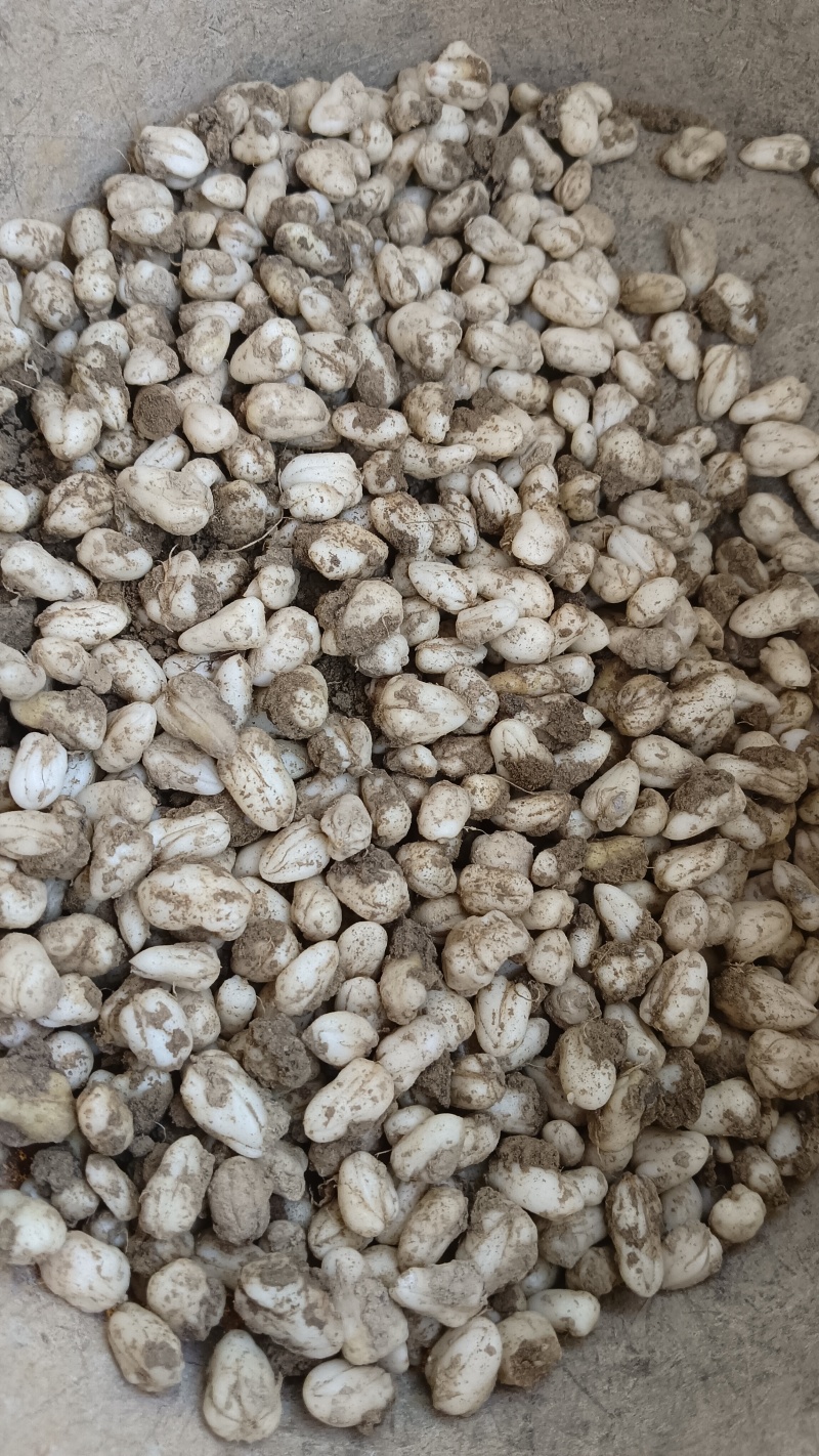 太白贝母种子