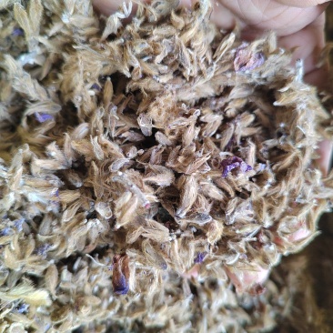 【牛商推荐】葛花葛根花现货速发产地直供欢迎来电咨询
