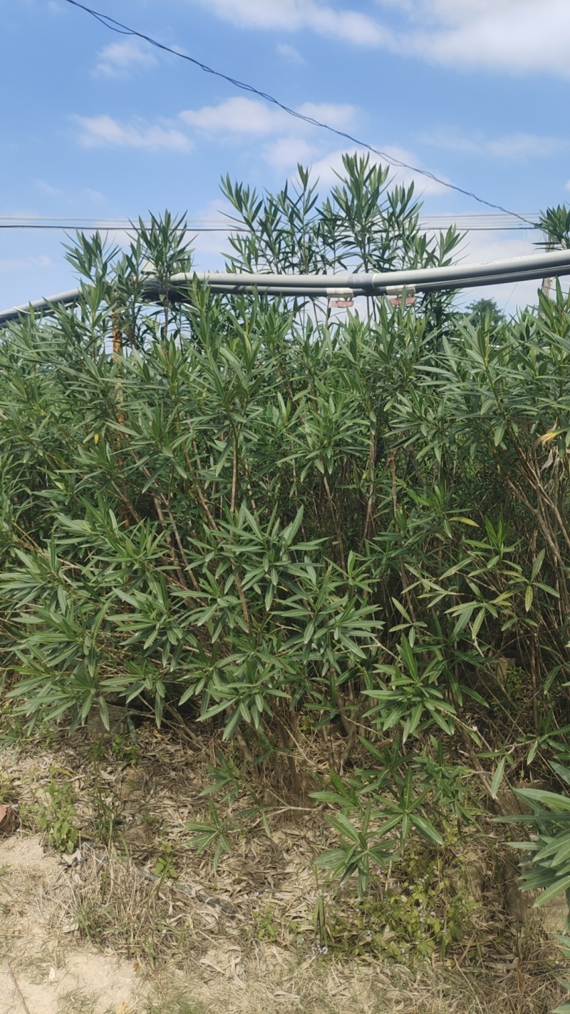 夹竹桃
