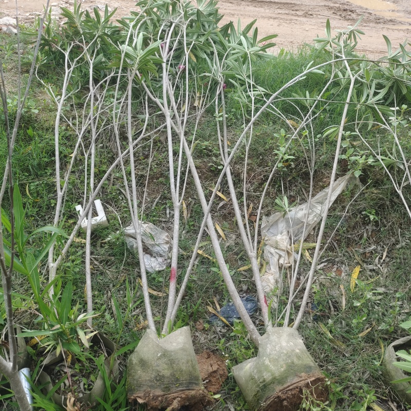 夹竹桃