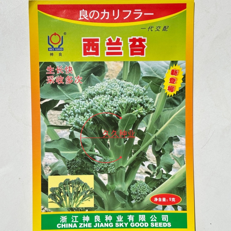 西兰苔种子耐高温口感软甜可重复采收四季可种