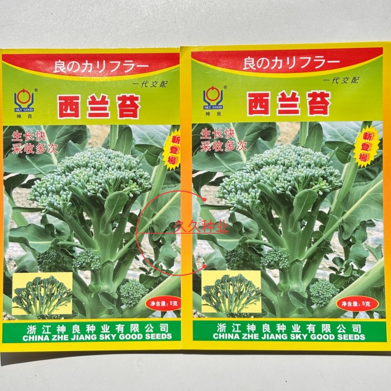 西兰苔种子耐高温口感软甜可重复采收四季可种
