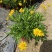 《时花草本花》福建漳州基地，现有品种30多个可供应