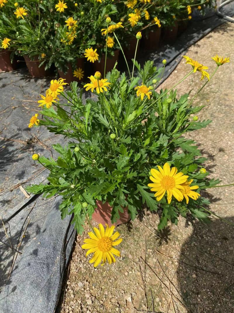《时花草本花》福建漳州基地，现有品种30多个可供应