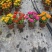 《时花草本花》福建漳州基地，现有品种30多个可供应