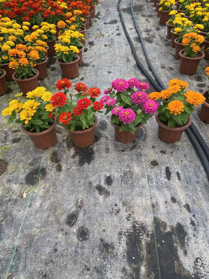 《时花草本花》福建漳州基地，现有品种30多个可供应