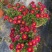 《时花草本花》福建漳州基地，现有品种30多个可供应