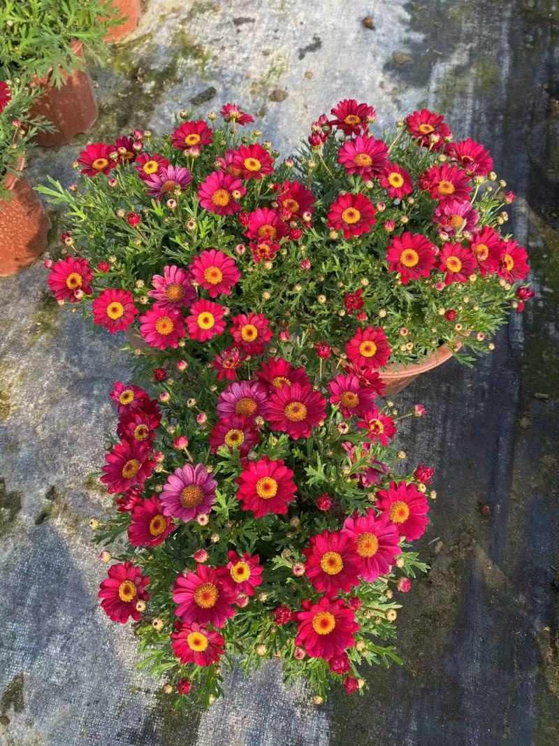 《时花草本花》福建漳州基地，现有品种30多个可供应