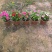 《时花草本花》福建漳州基地，现有品种30多个可供应