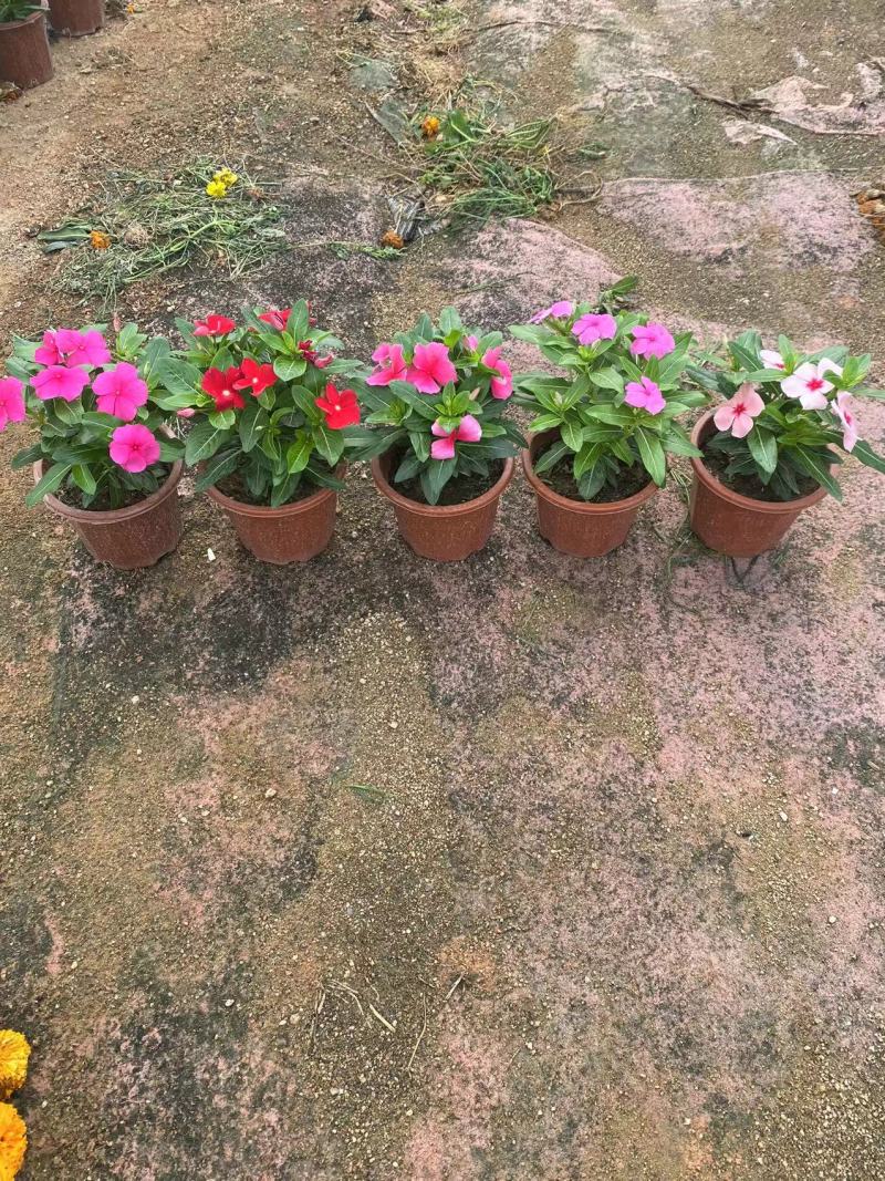 《时花草本花》福建漳州基地，现有品种30多个可供应