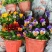《时花草本花》福建漳州基地，现有品种30多个可供应
