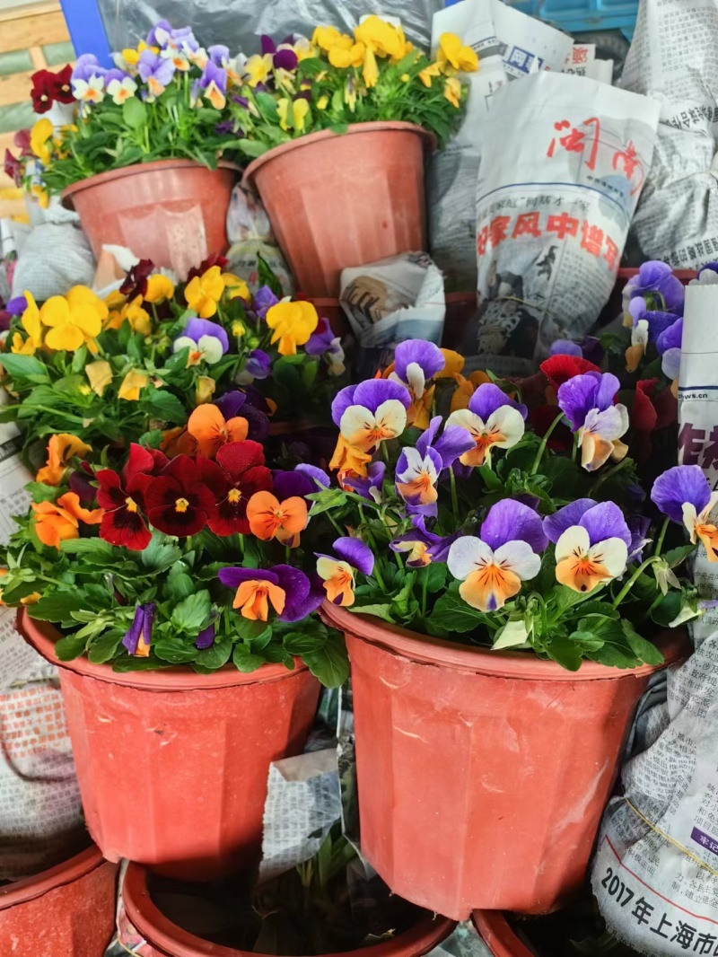 《时花草本花》福建漳州基地，现有品种30多个可供应