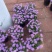 《时花草本花》福建漳州基地，现有品种30多个可供应