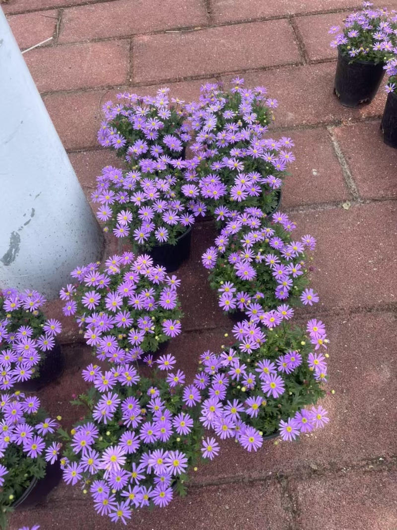 《时花草本花》福建漳州基地，现有品种30多个可供应