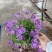 《时花草本花》福建漳州基地，现有品种30多个可供应