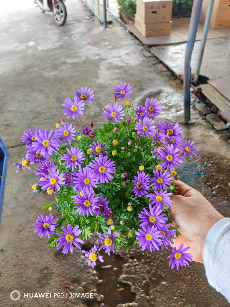 《时花草本花》福建漳州基地，现有品种30多个可供应