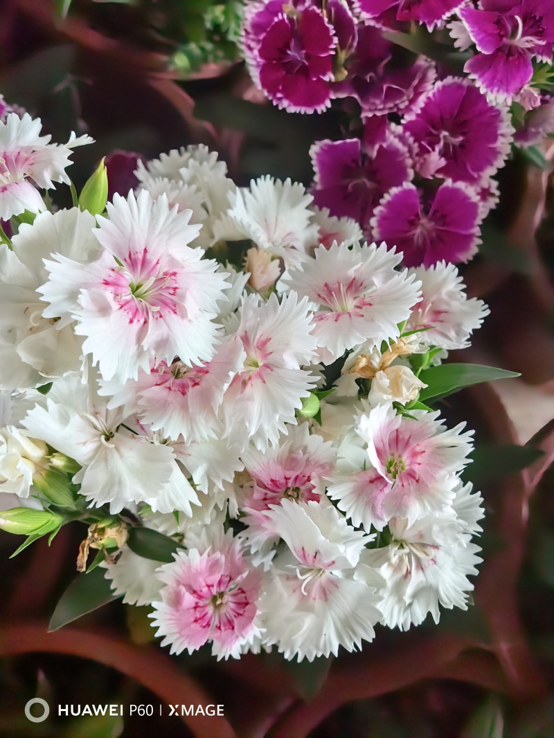 《时花草本花》福建漳州基地，现有品种30多个可供应