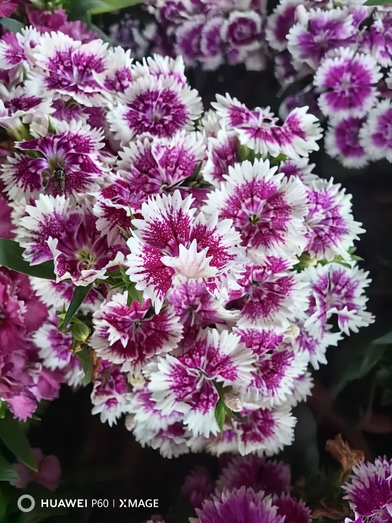 《时花草本花》福建漳州基地，现有品种30多个可供应