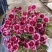 《时花草本花》福建漳州基地，现有品种30多个可供应