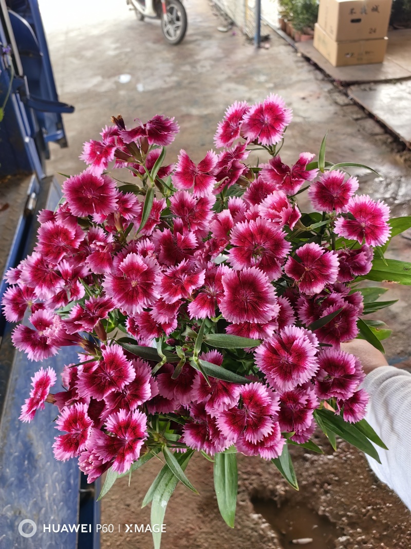 《时花草本花》福建漳州基地，现有品种30多个可供应