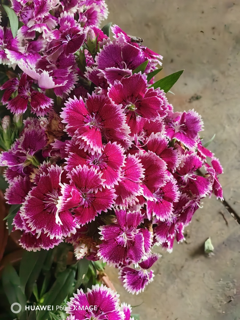 《时花草本花》福建漳州基地，现有品种30多个可供应