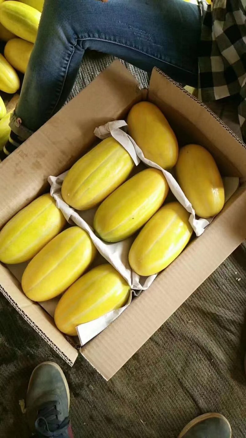 广西甜瓜精品黄金甜瓜大量上市，口感甜品质优