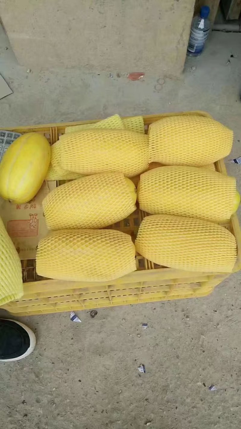 广西甜瓜精品黄金甜瓜大量上市，口感甜品质优